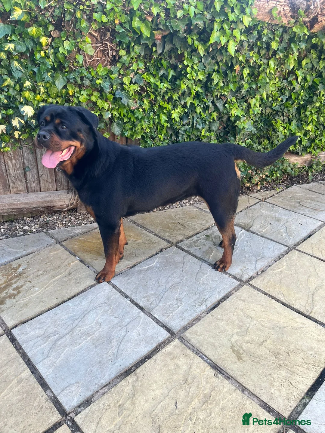Rottweiler dogs for sale: 3 year old Rottweiler  in Burnley - Advert 2