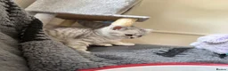 British Shorthair cats for sale: 🐾 FOR SALE: 5 British Shorthair Bosses 🐾 - Advert 6