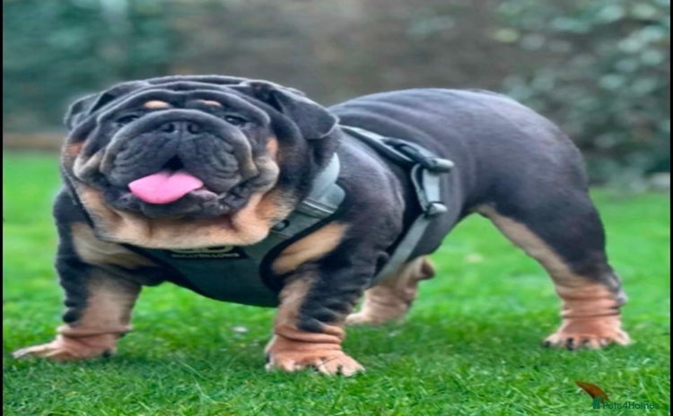 English Bulldog dogs - Advert 7