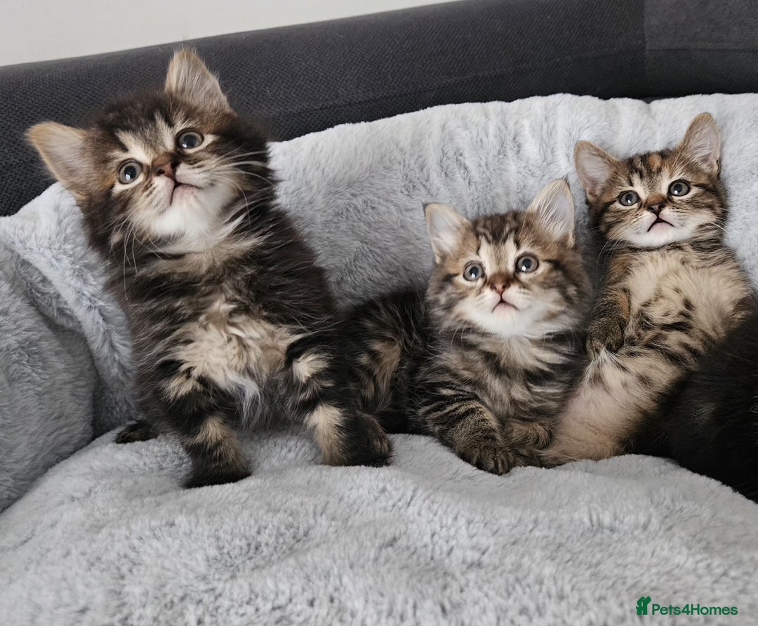 Mixed Breed cats for sale: MaineCoon x Ragdoll kittens - Advert 3