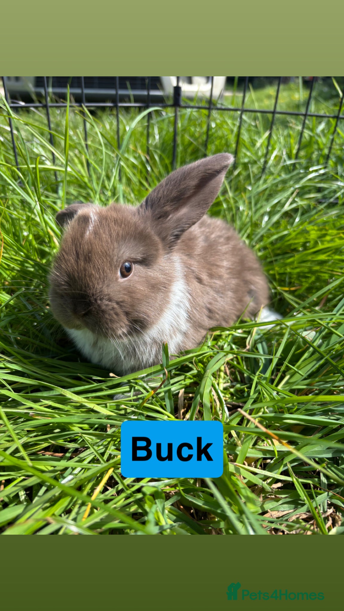 Mini Lop rabbits Adorable Mini Lop Babies - Advert 11