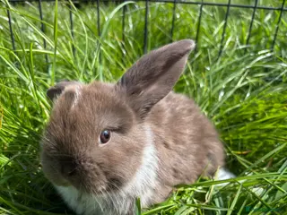 Mini Lop rabbits Adorable Mini Lop Babies - Advert 11