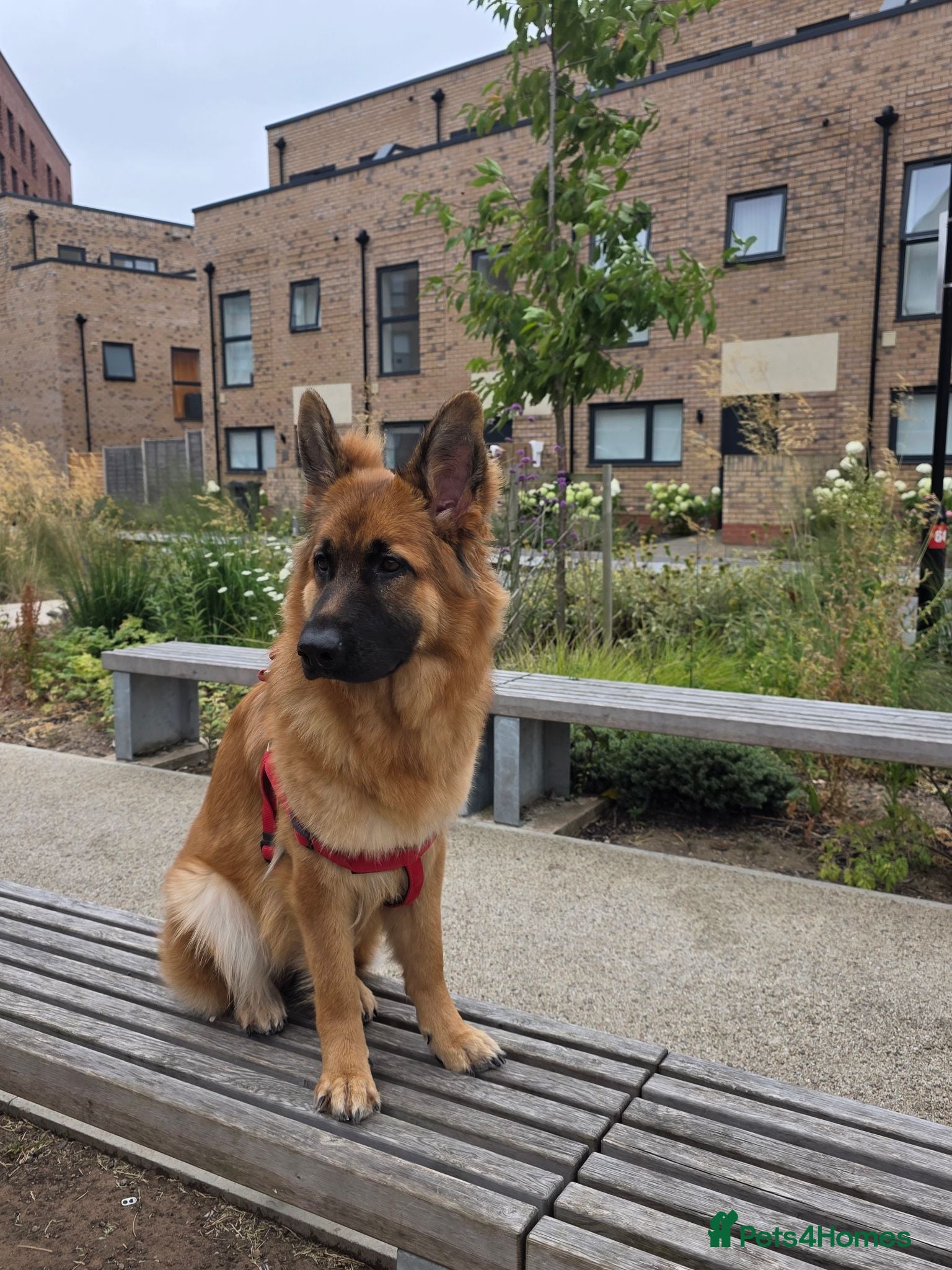 German Shepherd dogs 10 Month Old German shepherd - Advert 3