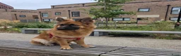 German Shepherd dogs for sale: 10 Month Old German shepherd in Birmingham - Advert 1