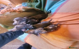 Dachshund dogs for sale: Standard dachshund pups - Image 3