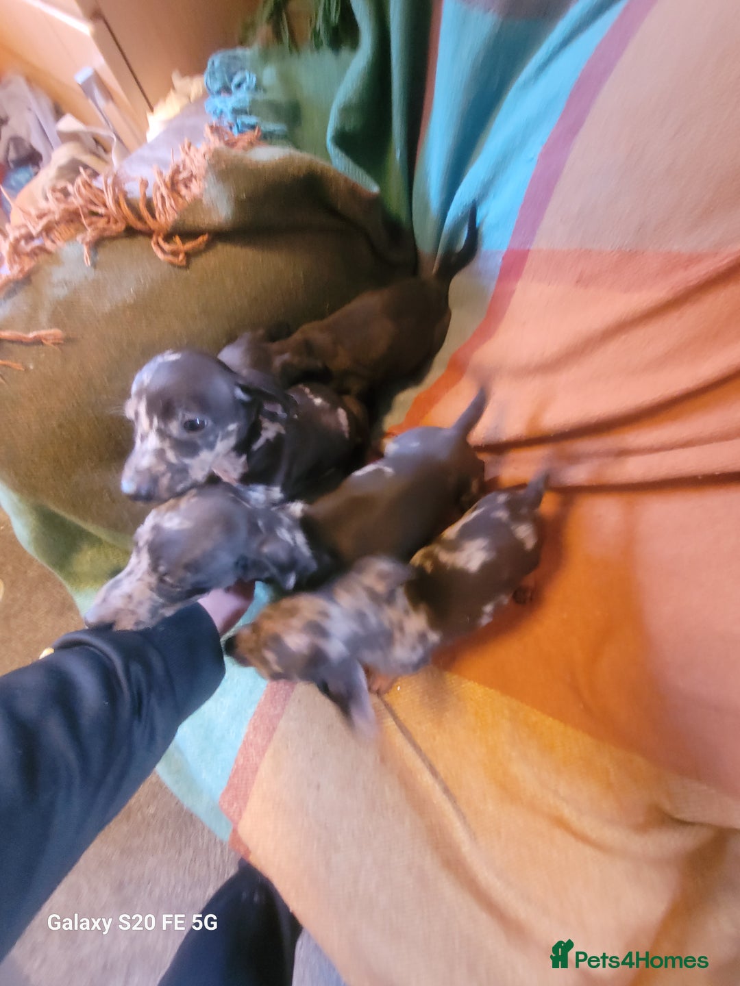 Dachshund dogs for sale: Standard dachshund pups - Image 3