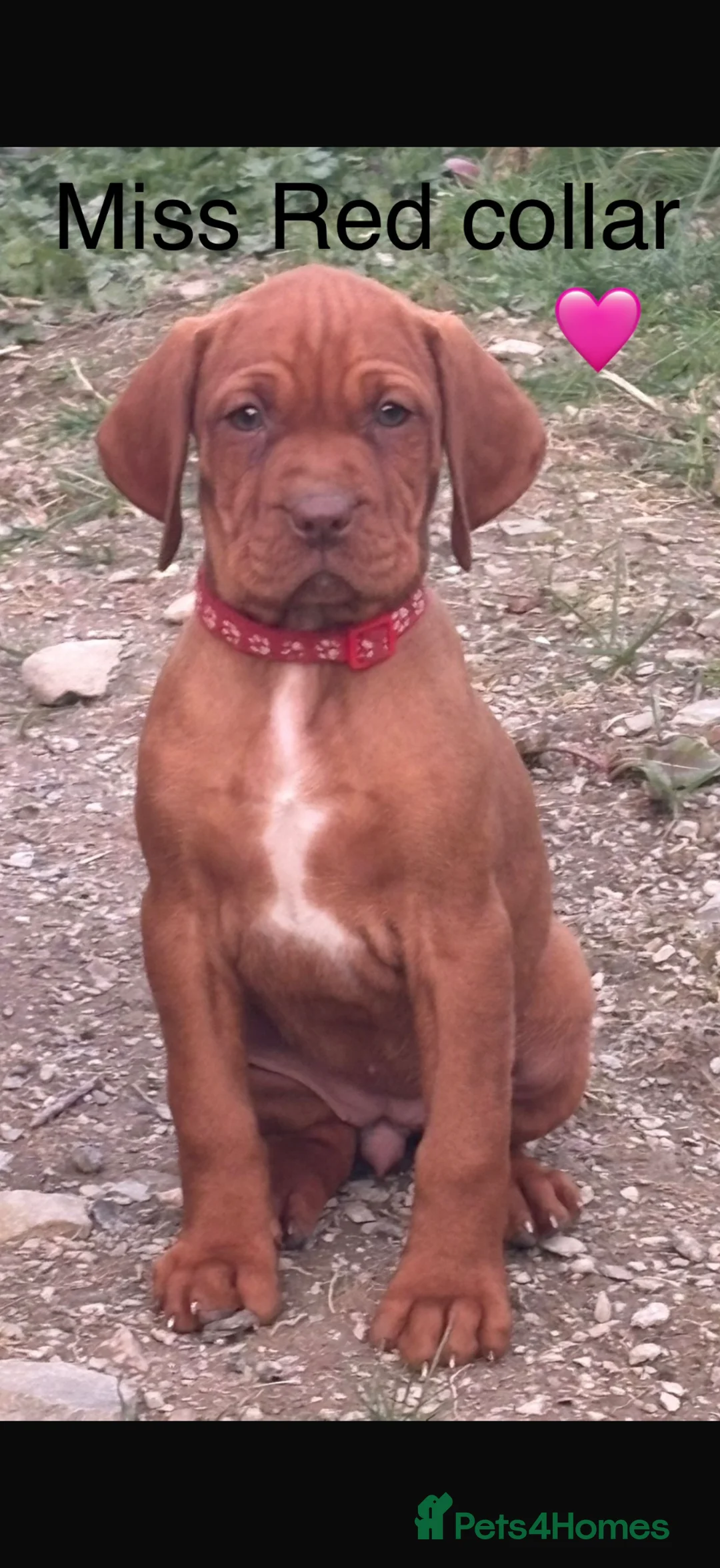 Hungarian Vizsla dogs for sale: 🌟Beaut snooth hair Vizsla Pups🐶🐶🐶 👀 for 🏠🌟 - Advert 2