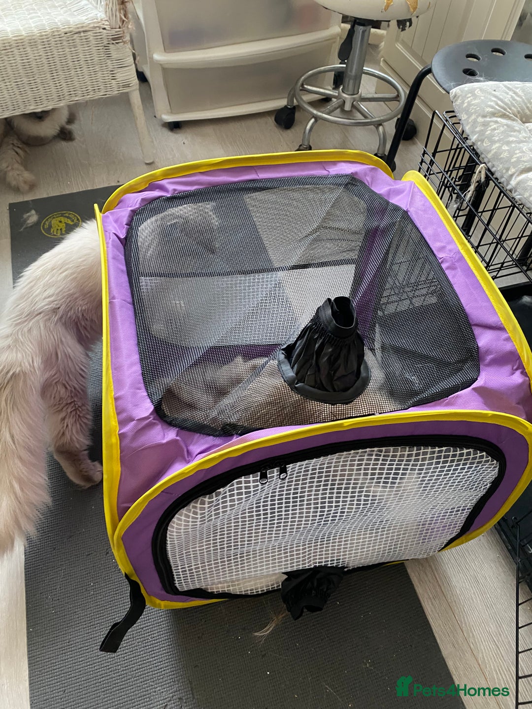 Ragdoll cats for sale: Lovely Ragdoll looking for lovely family - Advert 15