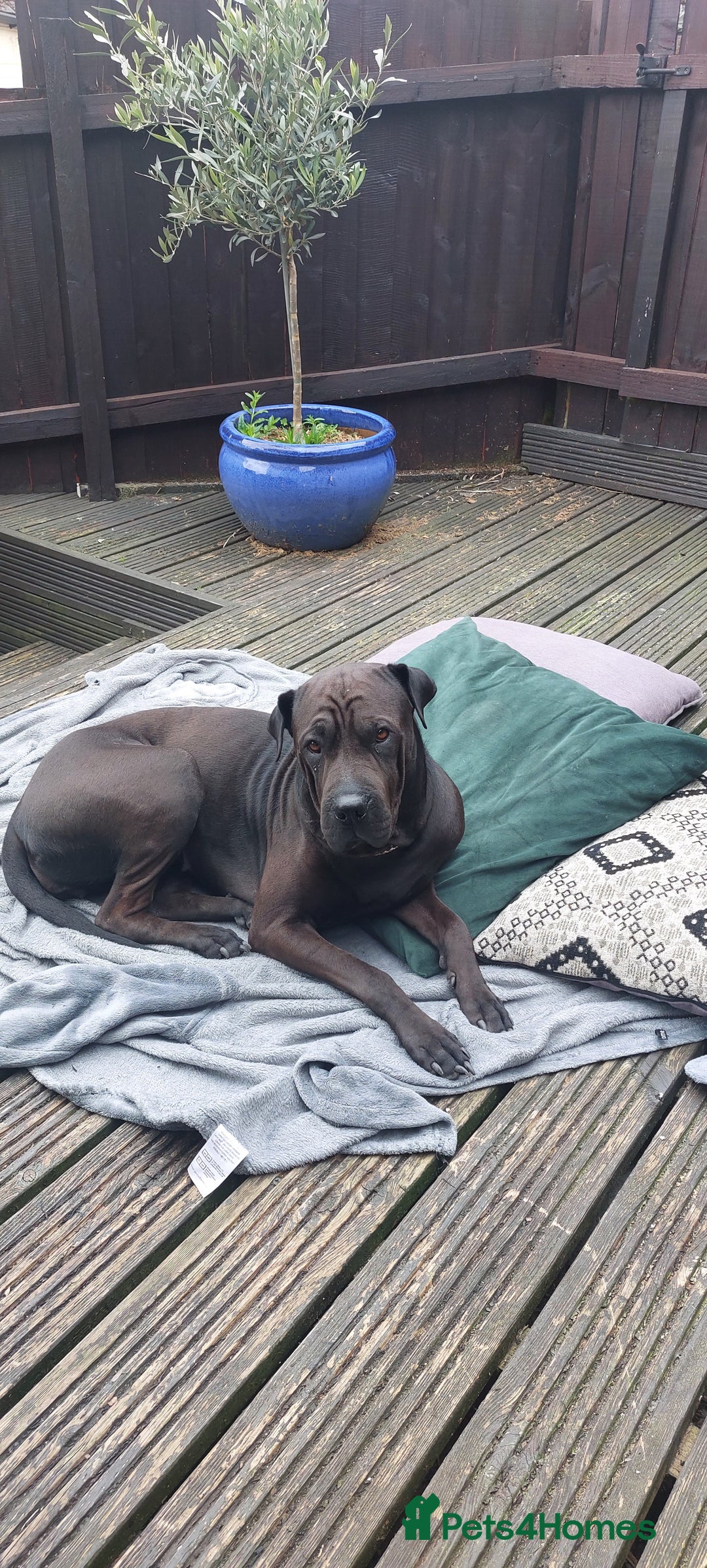 Mixed Breed dogs for sale: Sharpei X Rottweiler  - Advert 2