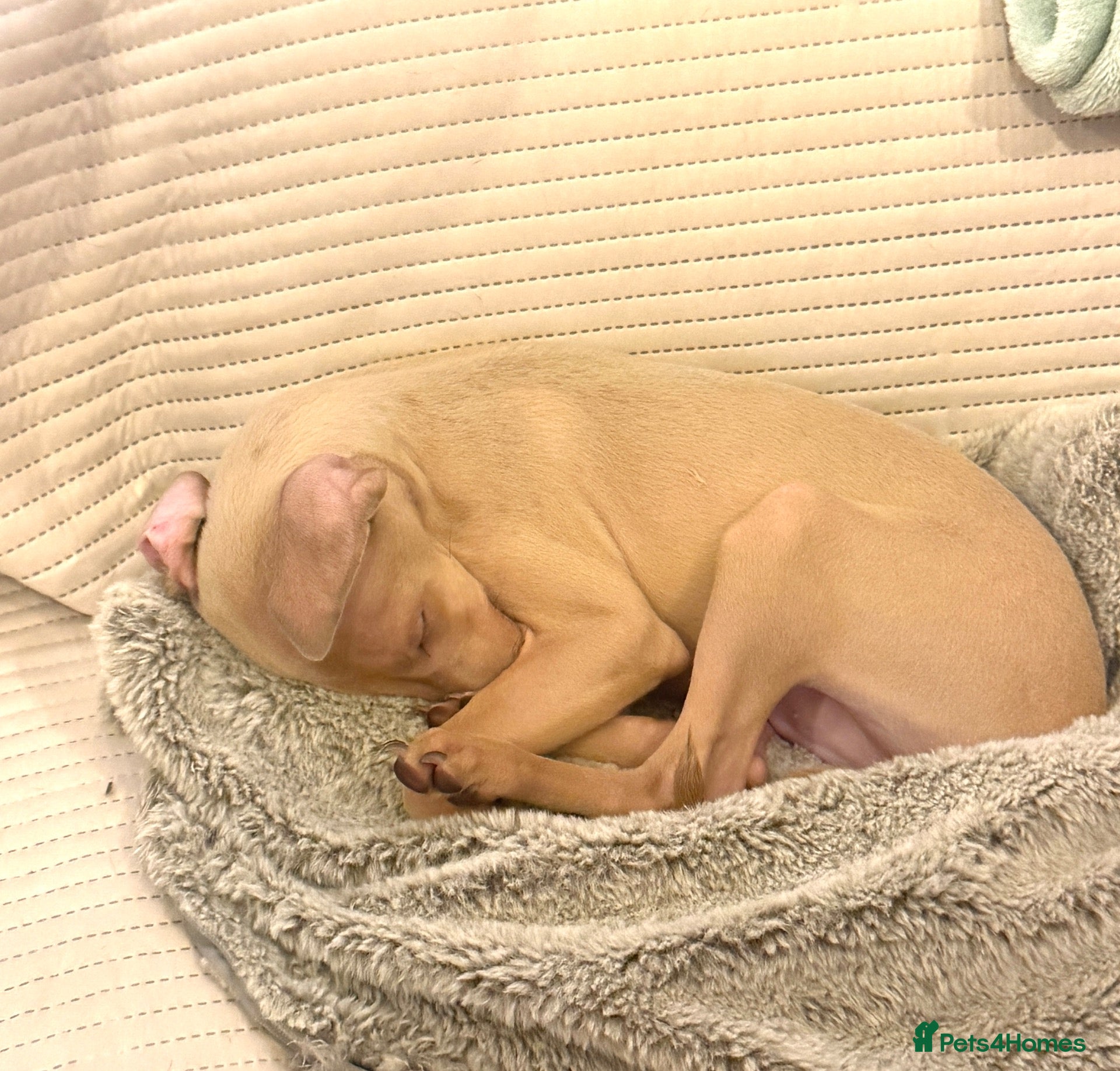 Italian Greyhound dogs Exceptional KC registered health tested ready now - Advert 1