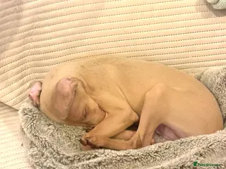 Italian Greyhound dogs Exceptional KC registered health tested ready now - Advert 1