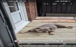 American Bully dogs for sale: One year old male Pocket Bully - Image 9