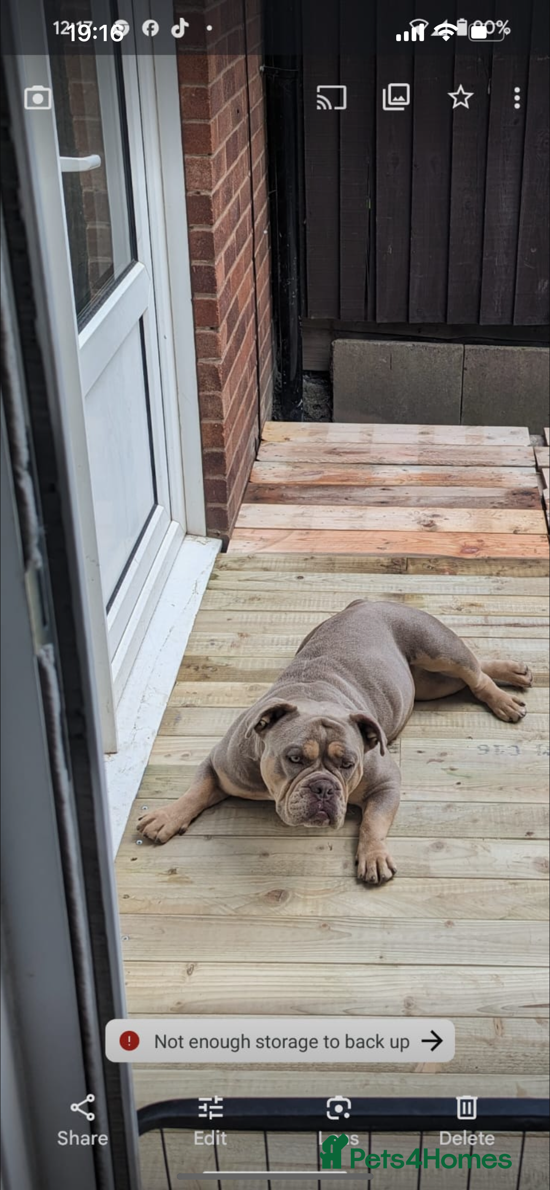 American Bully dogs for sale: One year old male Pocket Bully - Image 9