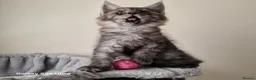 Maine Coon cats for sale: Licensed breeder-maine coon kittens - Advert 35