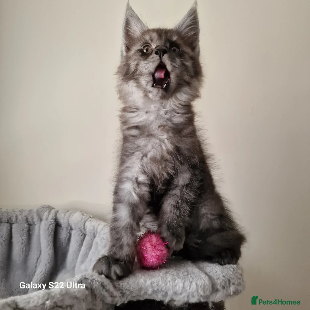 Maine Coon cats for sale: Licensed breeder-maine coon kittens - Advert 35