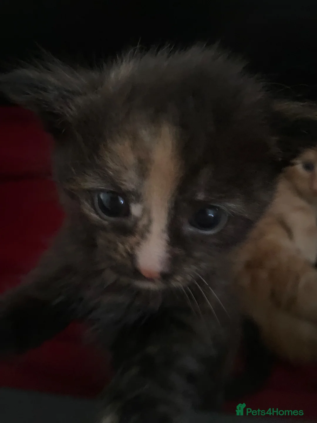 Mixed Breed cats for sale: 3 kittens  - Advert 2