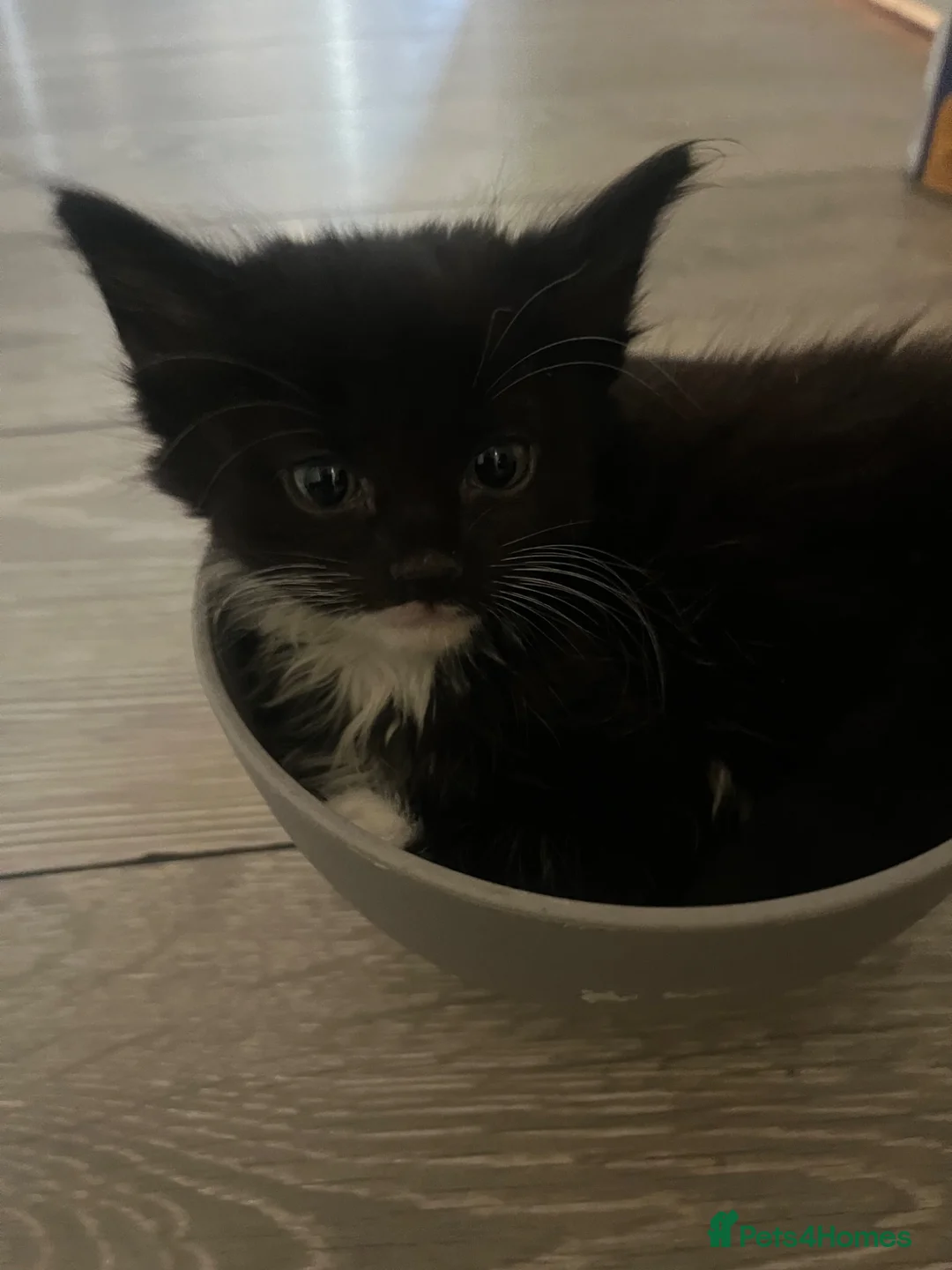 American Shorthair cats for sale: Kitten’s  - Advert 9