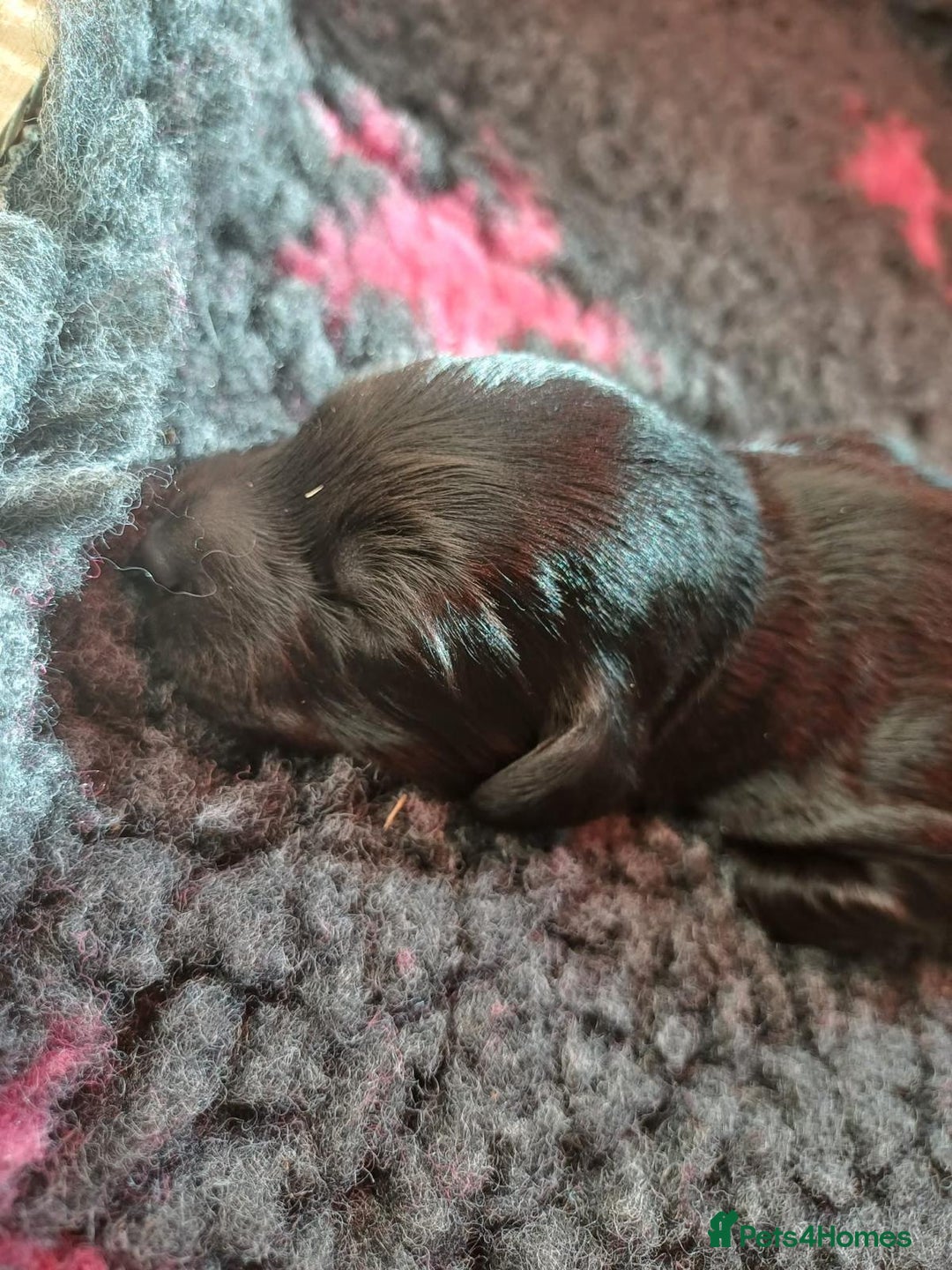 Cockapoo dogs for sale: ✨ F2 Cockapoo Puppies – Ready mid Nov ✨ - Image 9