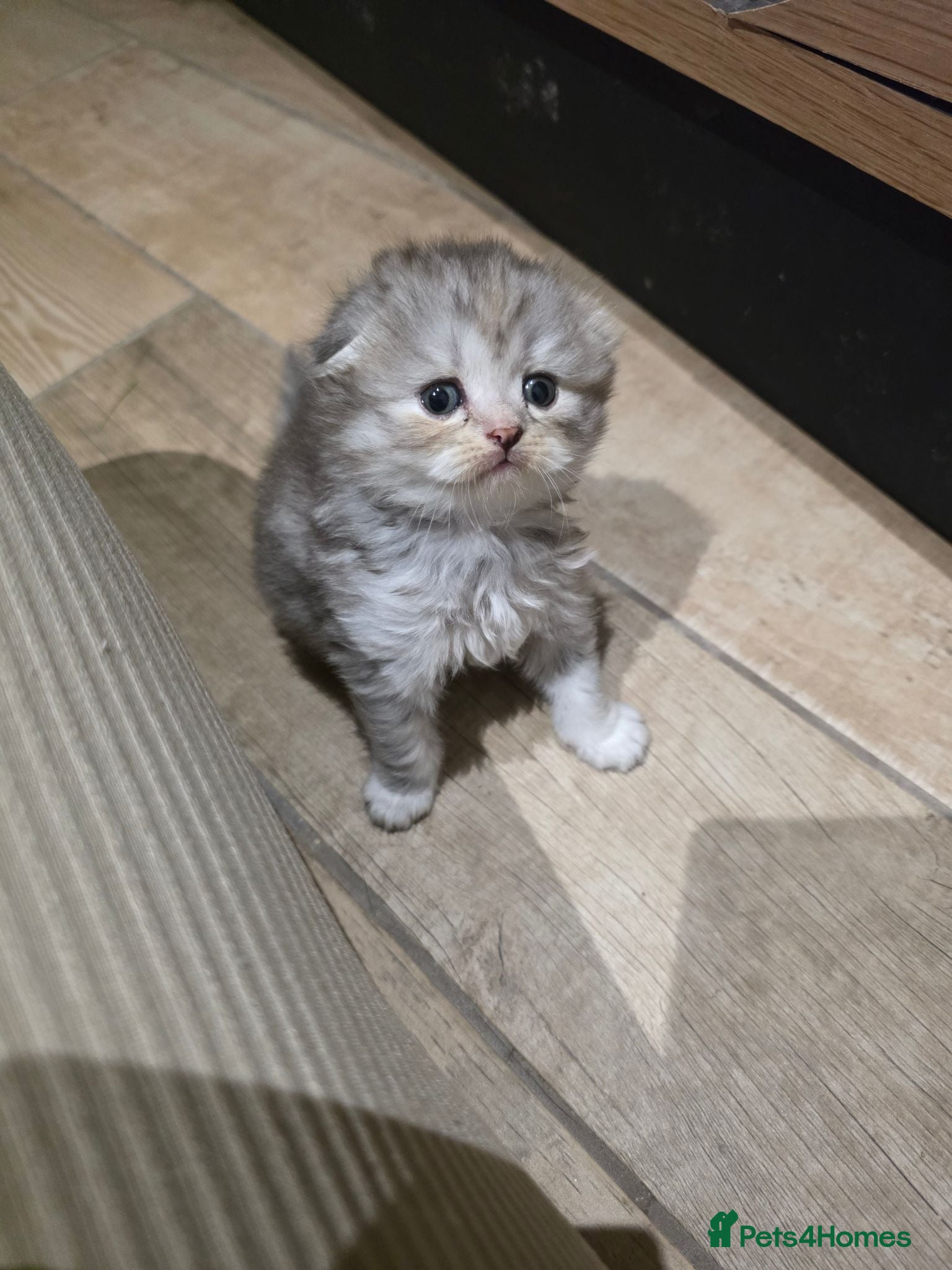 Scottish Fold cats for sale: Beautiful Tica Registered Babies - Advert 1