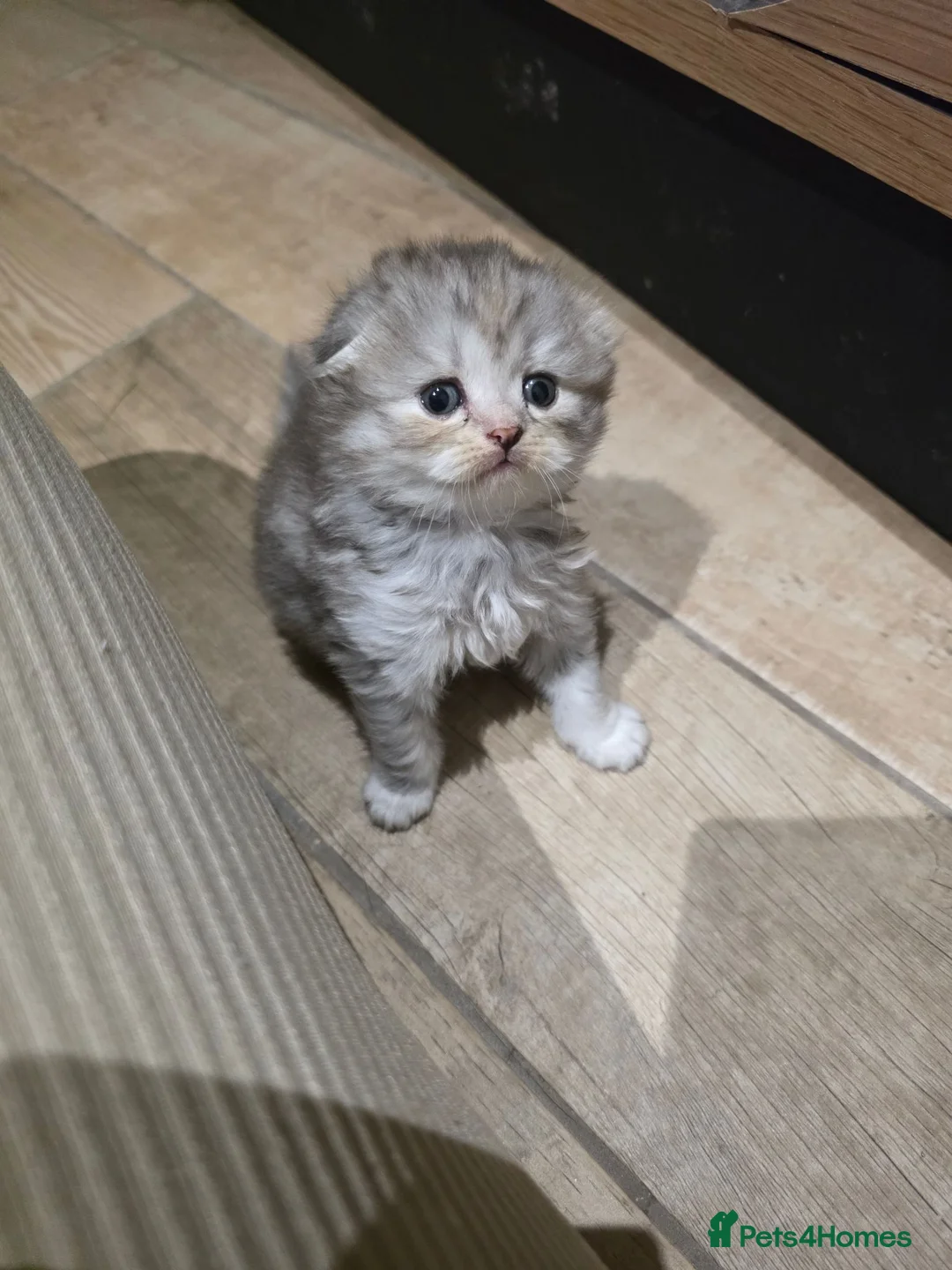 Scottish Fold cats for sale: Beautiful Tica Registered Babies - Advert 1