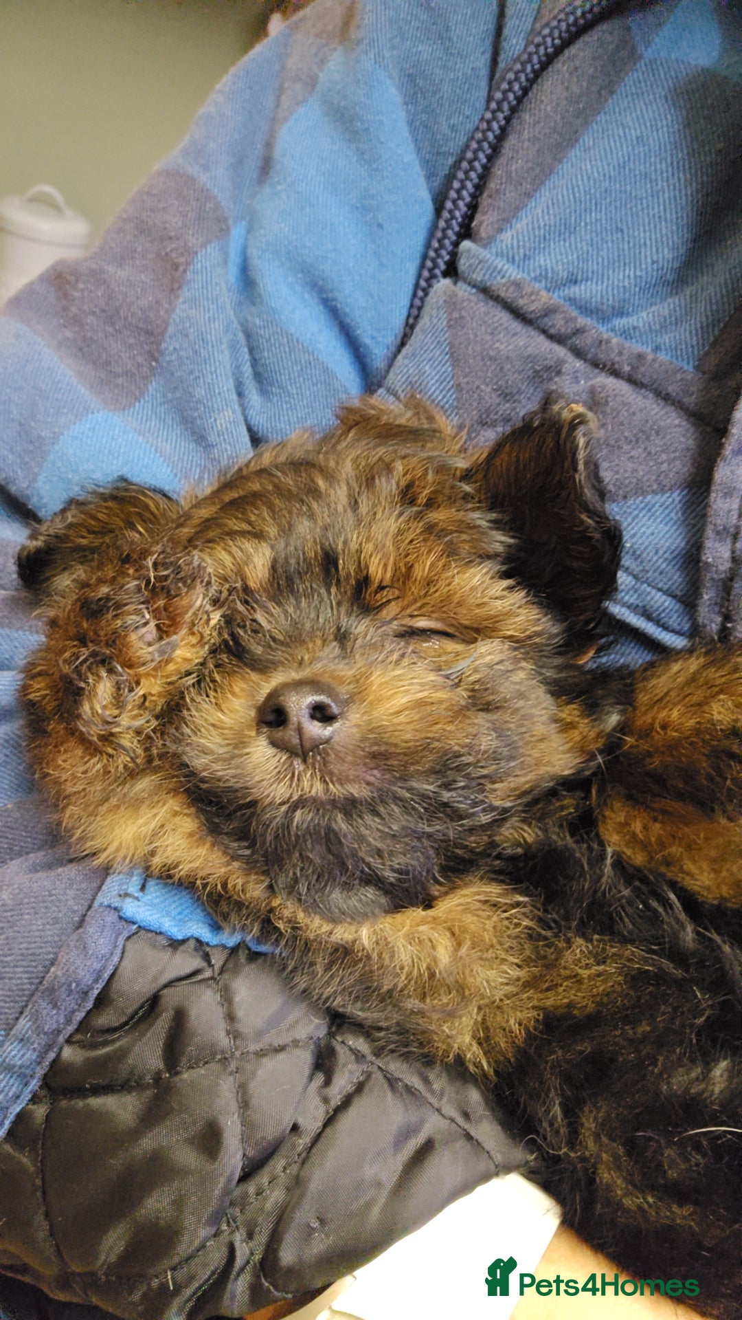 Pomapoo dogs for sale: POCKET SIZED POMAPOOS ~ READY NOW - Image 20
