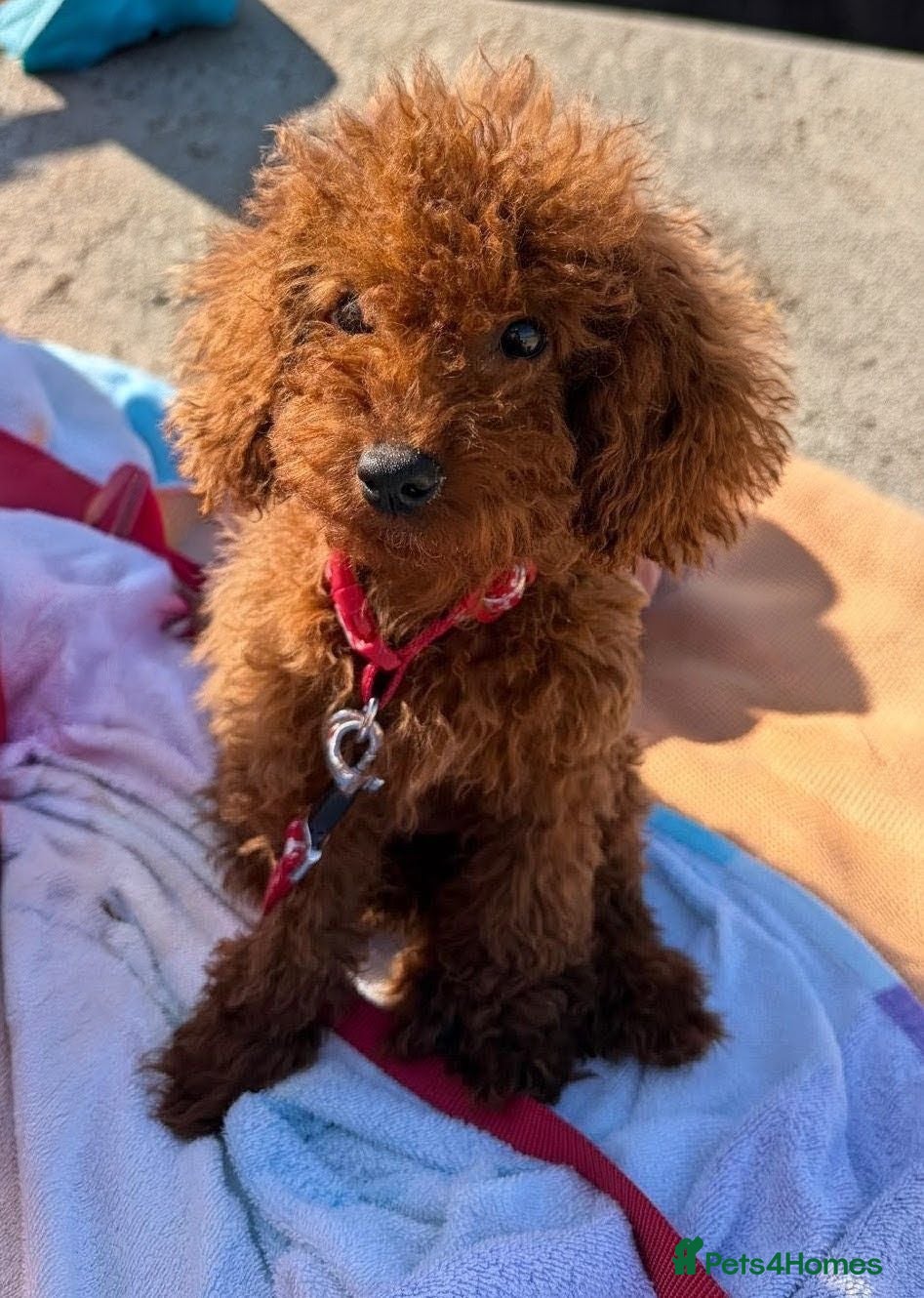 Toy Poodle dogs Stunning Red Female Toy Poodle ❤️ - Advert 2