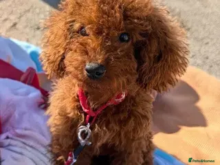 Toy Poodle dogs Stunning Red Female Toy Poodle ❤️ - Advert 2