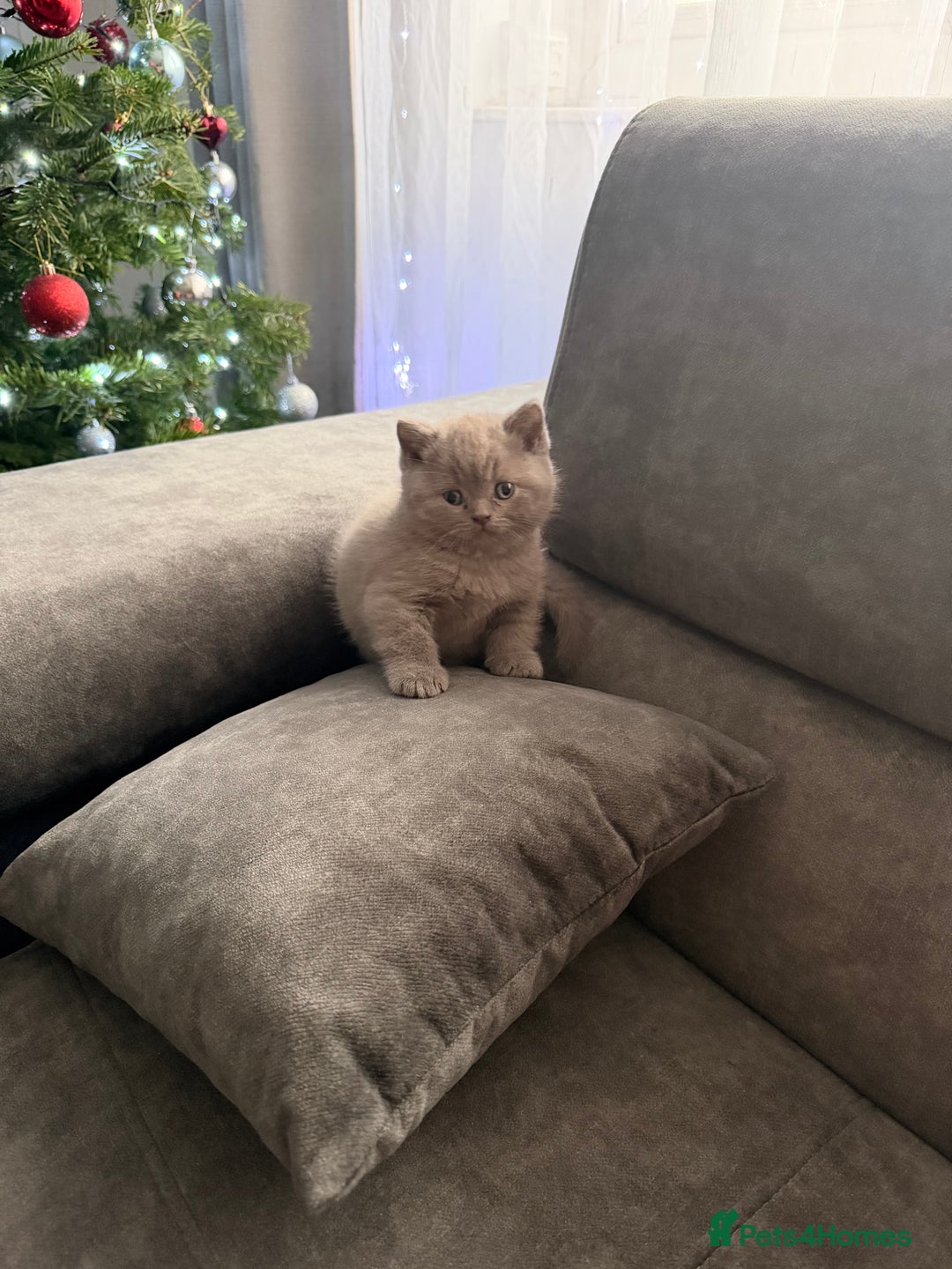 British Shorthair cats for sale: Wonderful, fluffy kittens - Advert 6