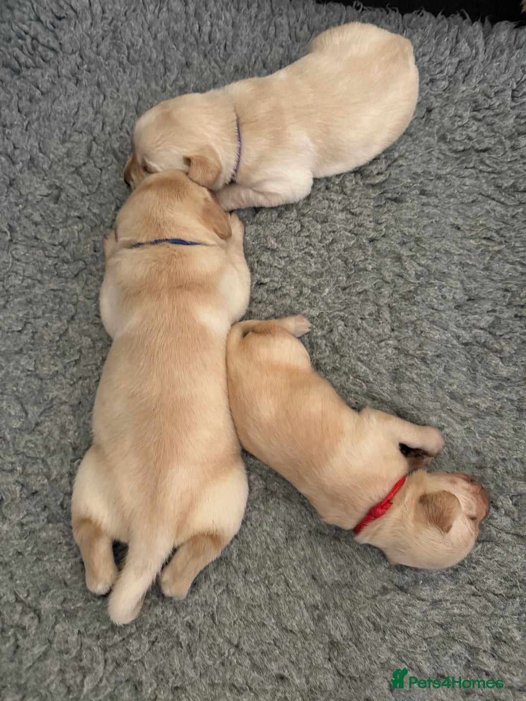 Labrador Retriever dogs for sale: Home bred working Labrador puppies - Image 14