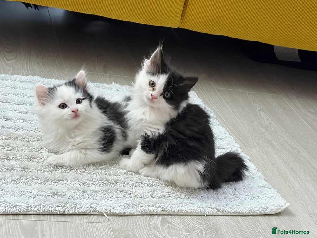 Mixed Breed cats for sale: Ragdoll & Kurilian bobtail mixed - Advert 6