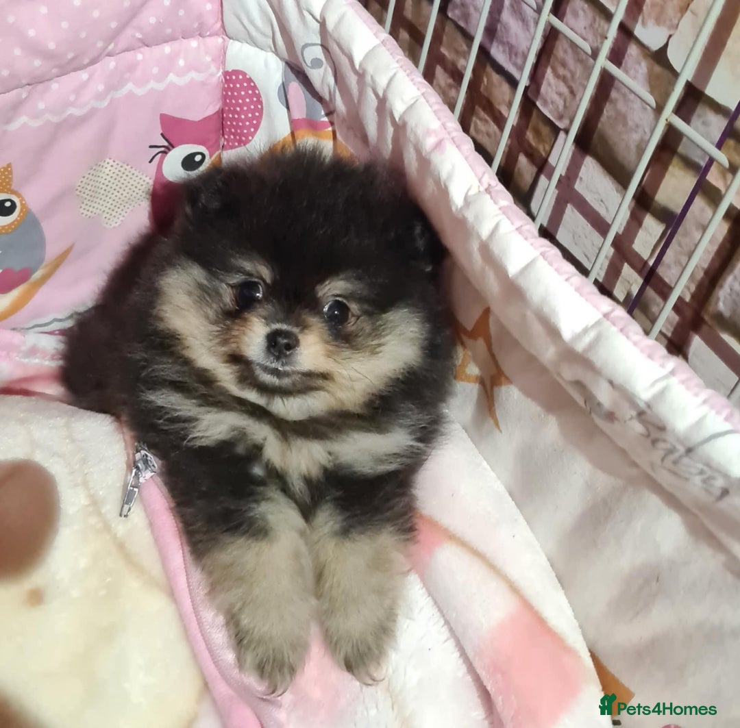 Pomeranian dogs for sale: 🐶 Sweet Black Pom Puppies, Ideal Family Friends - Advert 12