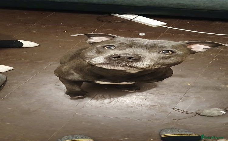 Staffordshire Bull Terrier dogs - Advert 8