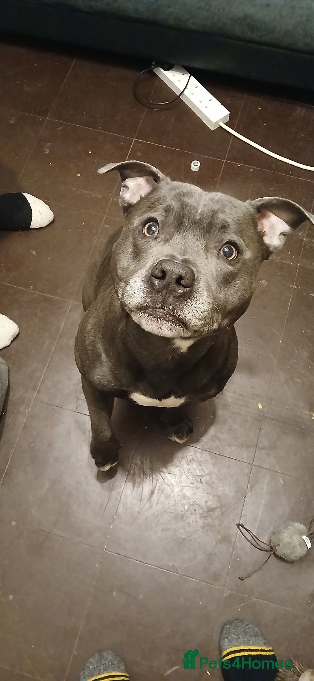 Staffordshire Bull Terrier dogs for stud: Orion available for stud - Image 1