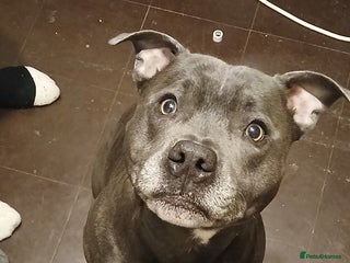 Staffordshire Bull Terrier dogs - Advert 1