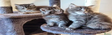 Maine Coon 3