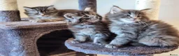 Maine Coon cats for sale: litter maine coons - Advert 6