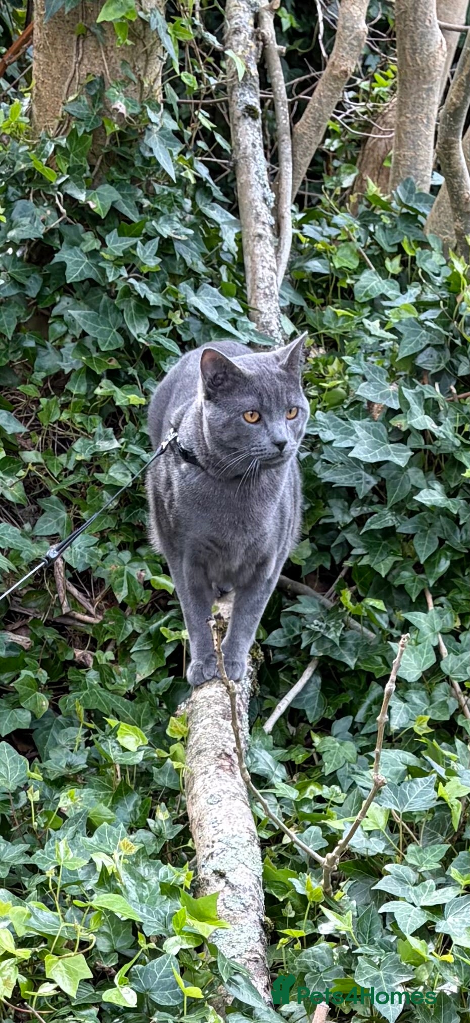Chartreux cats Adorable highly intelligent male Chartreux - Advert 2