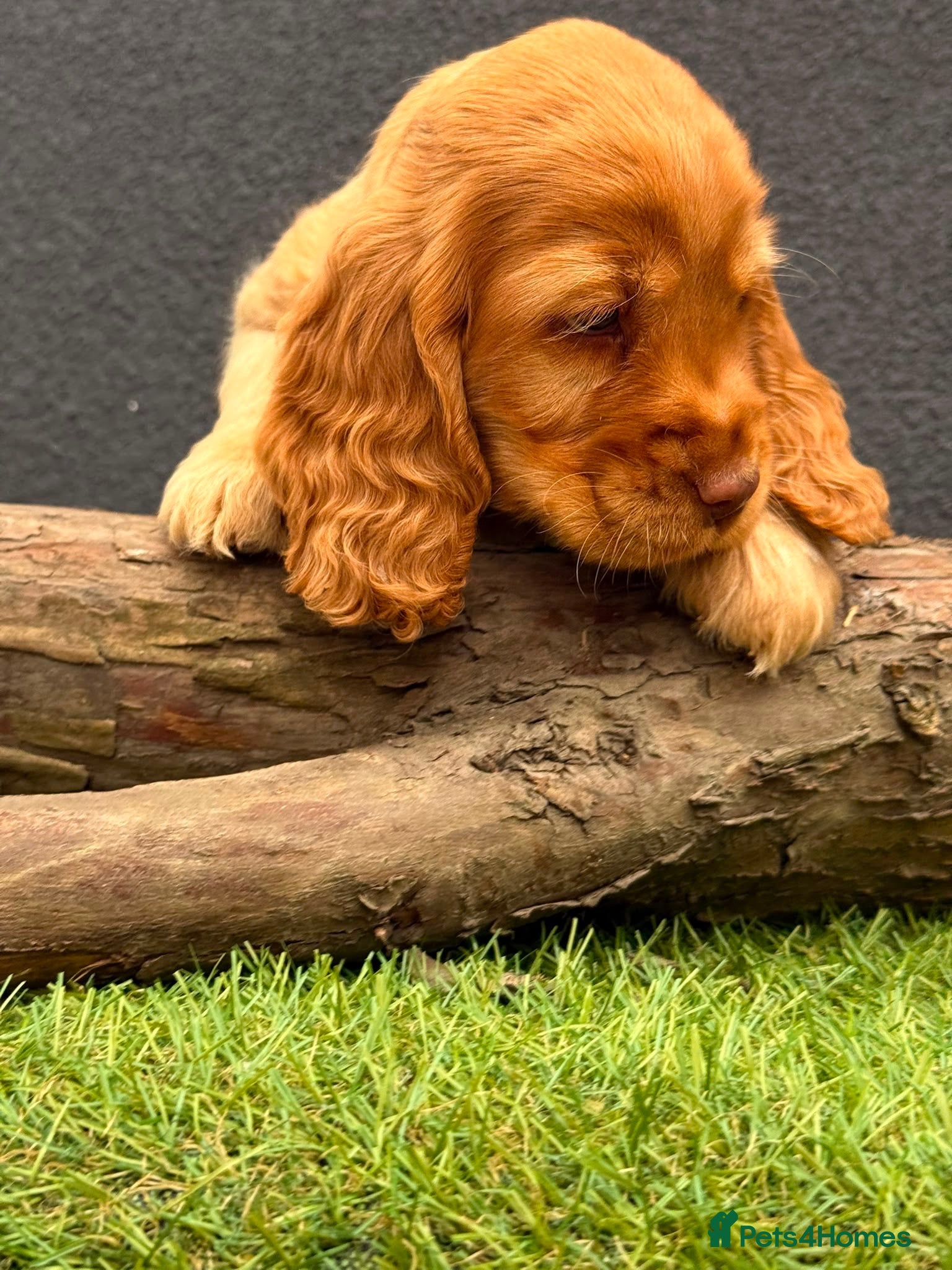 Cocker Spaniel dogs Show type cocker spaniels  - Advert 1
