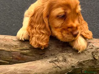 Cocker Spaniel dogs Show type cocker spaniels - Advert 1