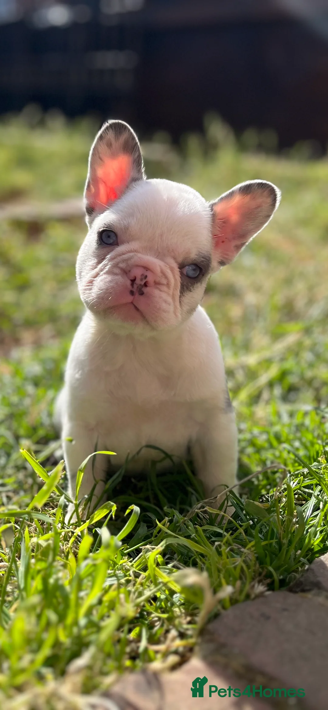 French Bulldog dogs for stud: NEW SHADE CARRYING PINK AND FLUFFY For Stud  in Margate - Advert 9