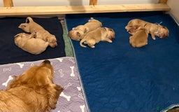 Golden Retriever dogs for sale: Beautiful Golden Retriever boys  - Image 9