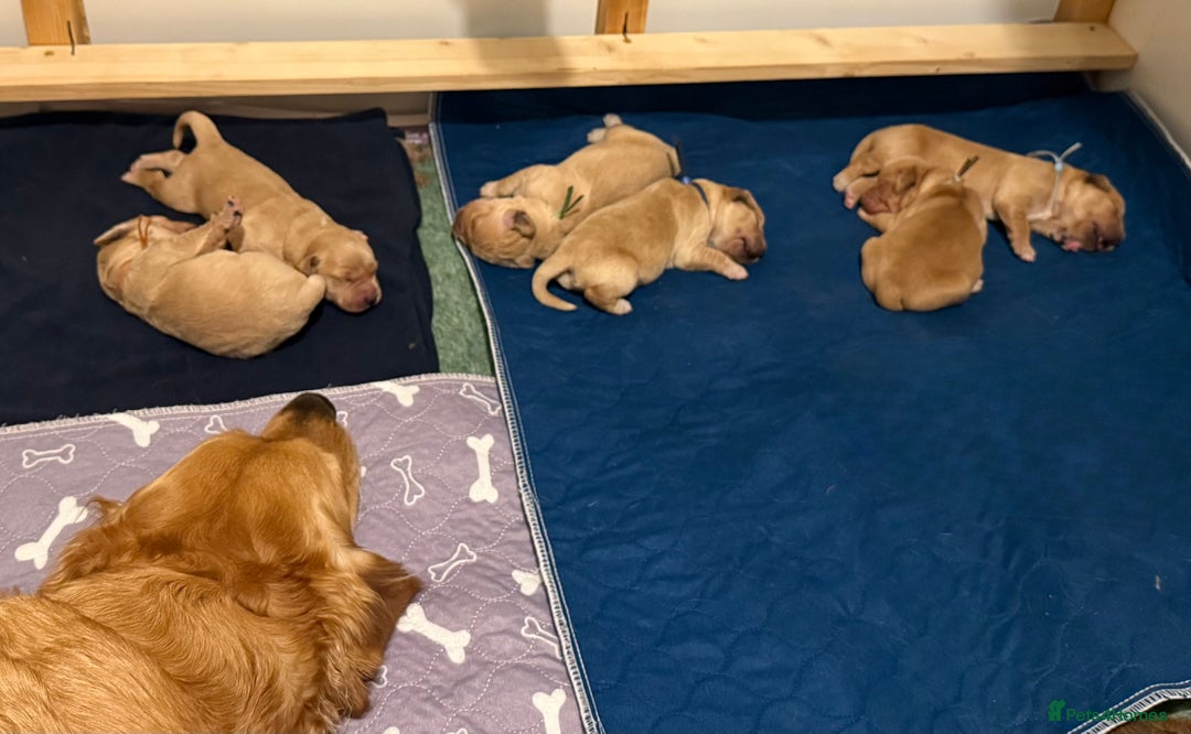 Golden Retriever dogs for sale: Beautiful Golden Retriever boys  - Image 9