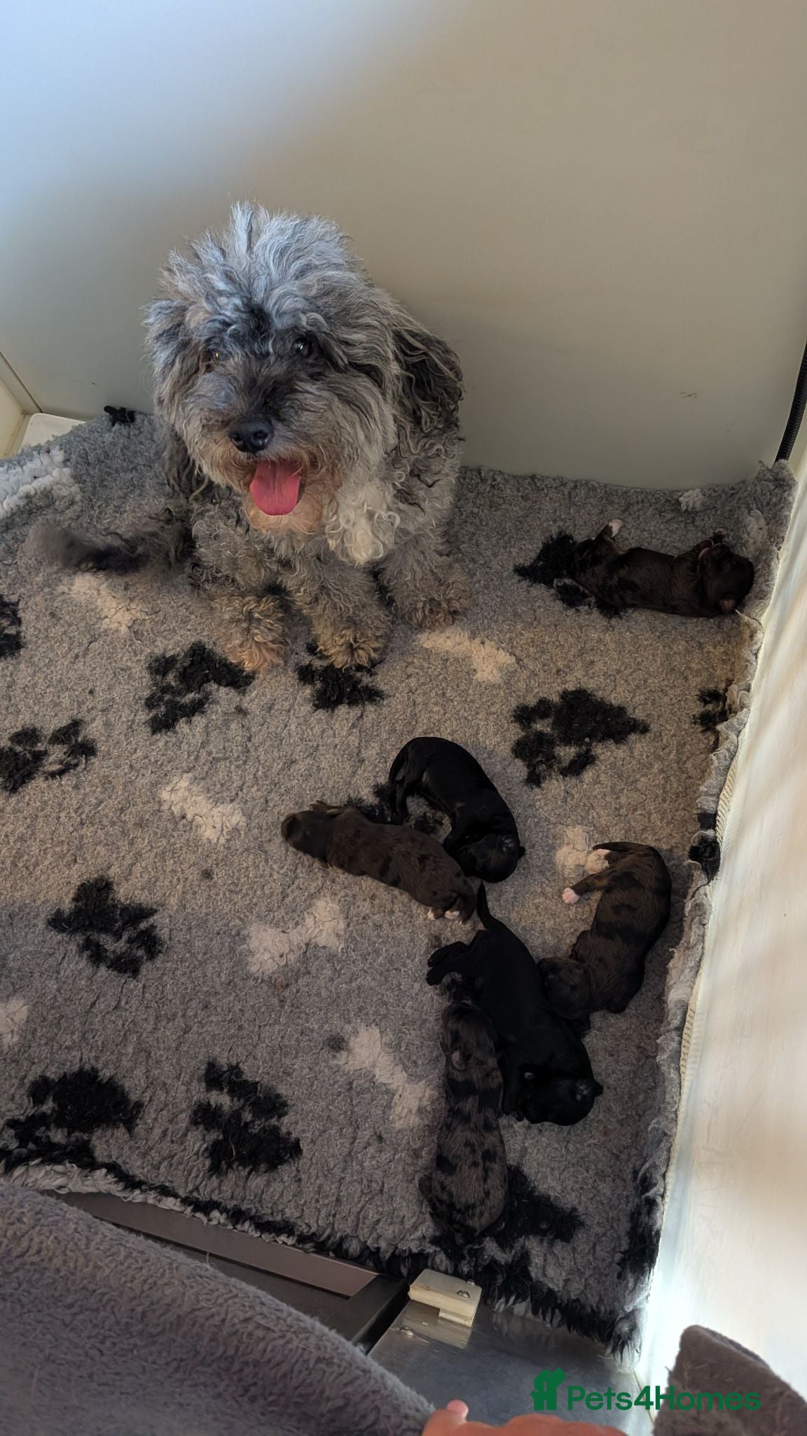 Mixed Breed dogs Yorkiepoo x cockapoo Merle Puppies Available NOW  - Advert 1