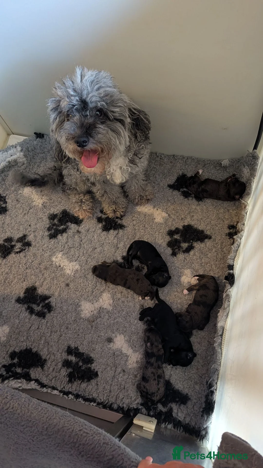 Mixed Breed dogs for sale: Yorkiepoo x cockapoo Merle Puppies Available NOW  in Telford - Advert 1
