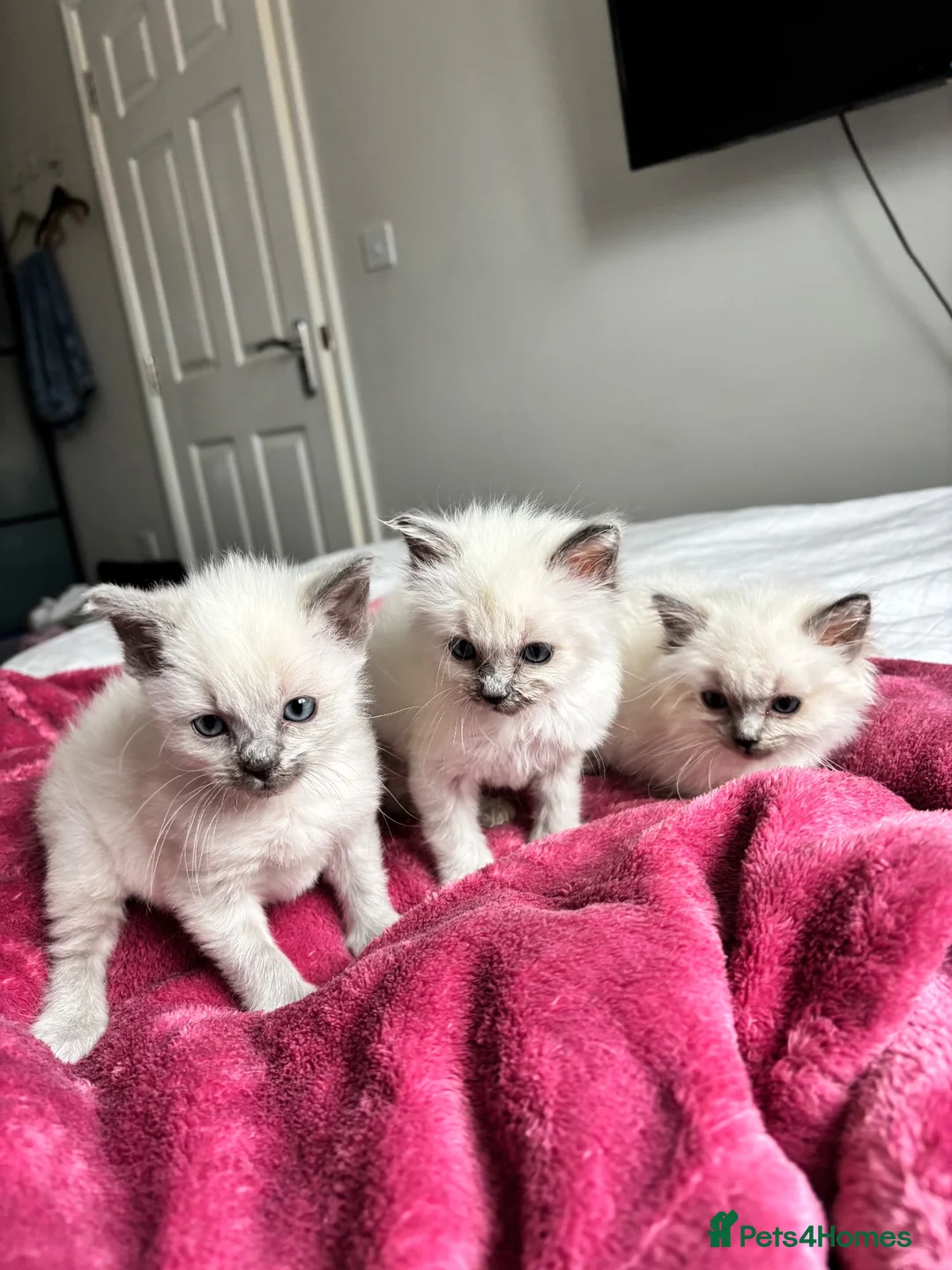 Ragdoll cats for sale: Blue point Ragdoll kittens  - Advert 2