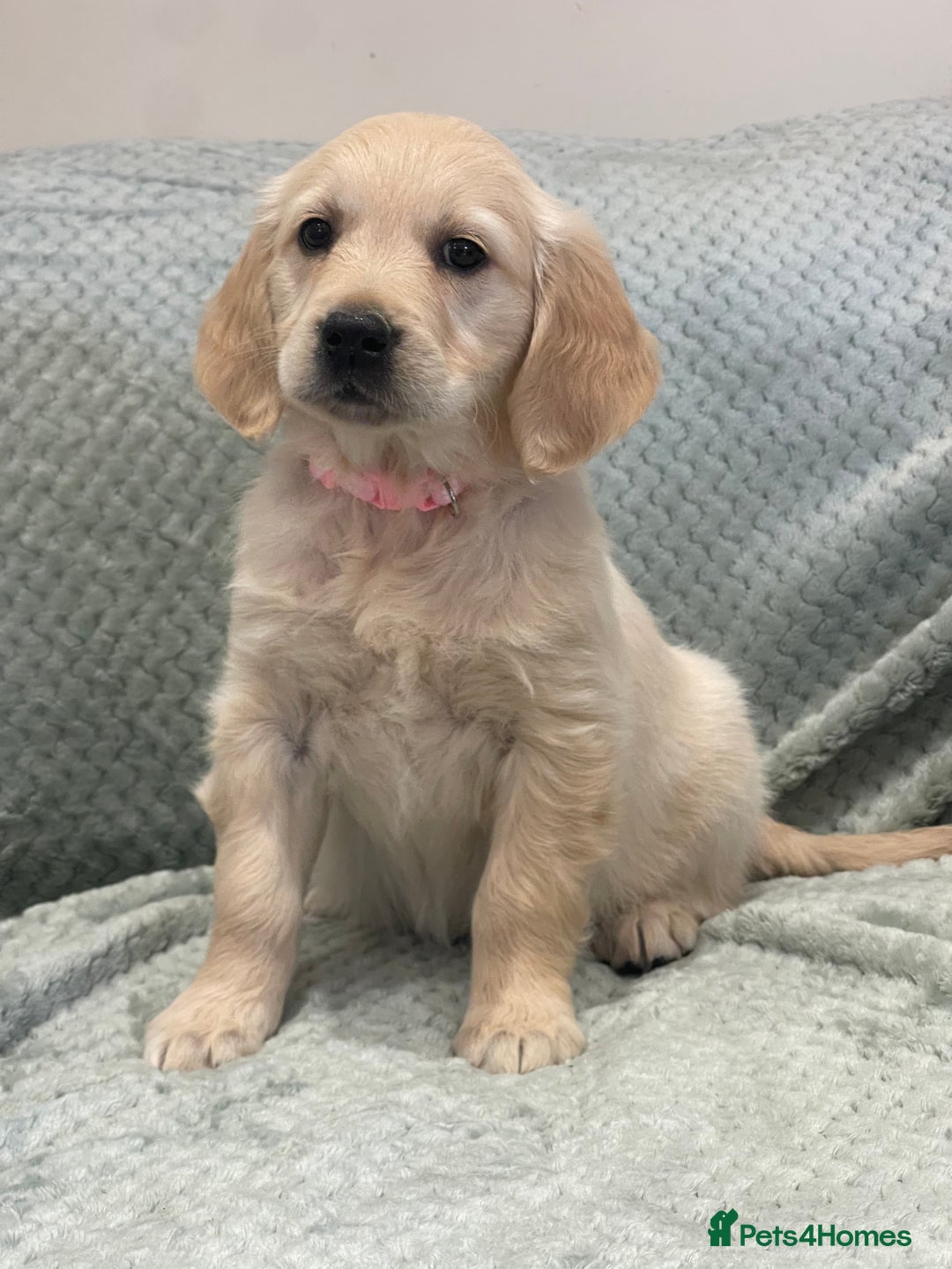Golden Retriever dogs for sale: Quality Litter Of KC Reg Golden Retriever Puppies  - Image 35