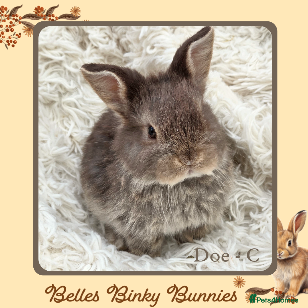 Mini Lop rabbits for sale: 🧡 SOLD 🧡 Baby Mini Lop 🧡 - Advert 10