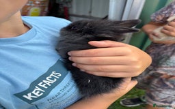 Lionhead rabbits for sale: Two Gorgeous Boy Lionhead Rabbits For Sale - Image 2