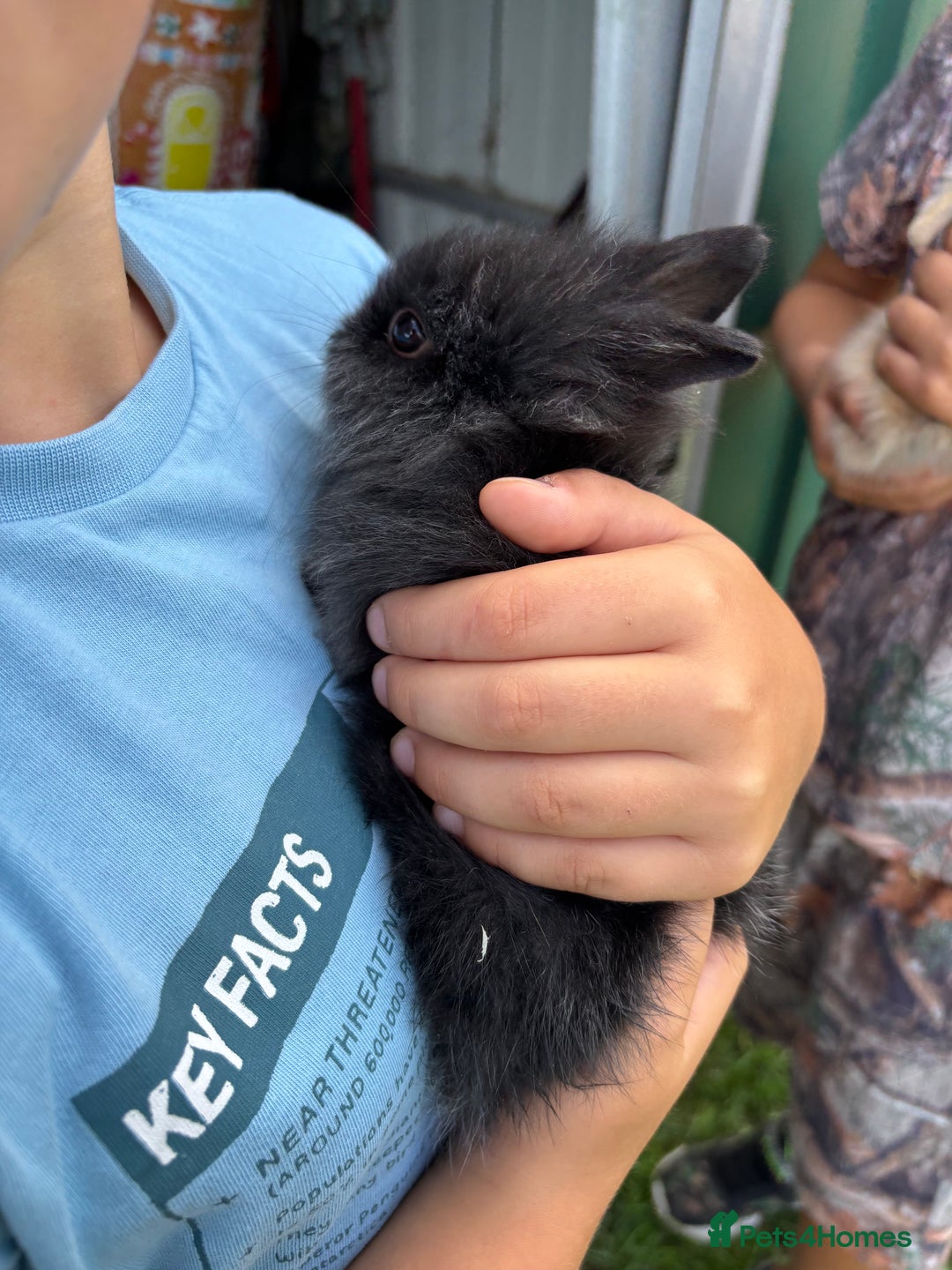 Lionhead rabbits for sale: Two Gorgeous Boy Lionhead Rabbits For Sale - Image 2