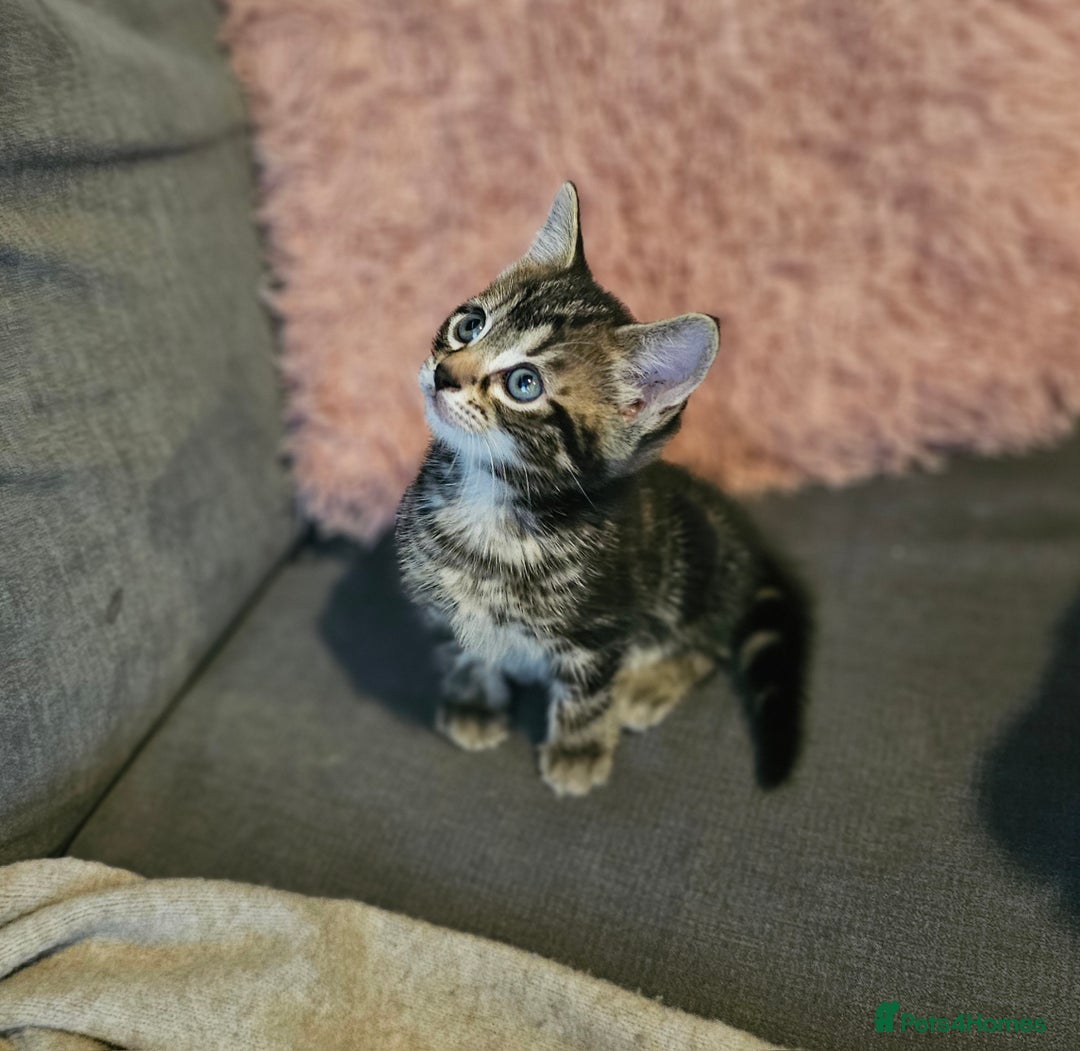 Mixed Breed cats for sale: Ragdoll/Tabby mixed kittens  - Image 6